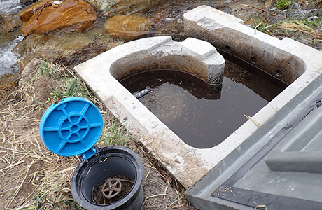 天然巣穴同様の湧水環境を再現した人工巣穴と、巣穴入口のオオサンショウウオ（全長800mm）